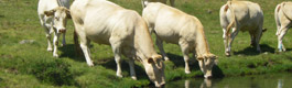 La blonde d'Aquitaine